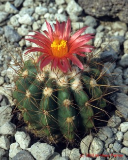 Notocactus cv. horstii